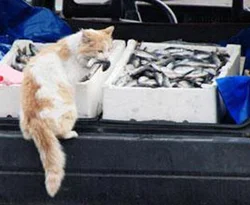 Fırsatçı kedi