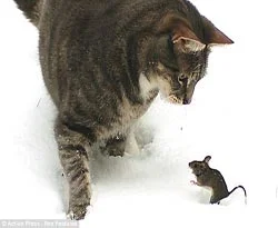 Gerçek Tom ve Jerry
