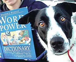 İki dil bilen köpek