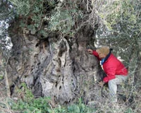 İşte bin yıllık zeytin ağacı