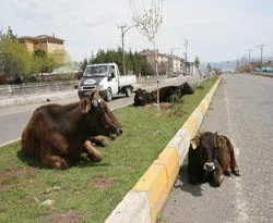 "Kabahatlar" zamlandı
