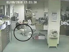 Köpeğin hisleri depremin habercisi