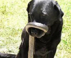 Köpek yılanı yutmaya çalışınca