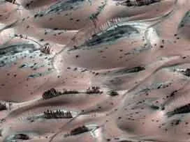 Mars'ta ağaç bulundu