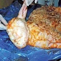 Ölü doğan oğlağın yüzü insan gibi