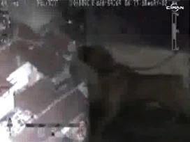 Pitbullu eve helikopterli baskın