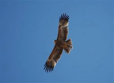 Şah Kartallar büyüyemiyor