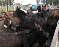 Adana'ya giden kamyonda 38 eşek bulundu