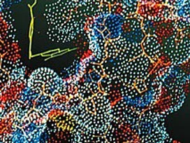 AIDS, grip ve Ebola virüsüne karşı molekül