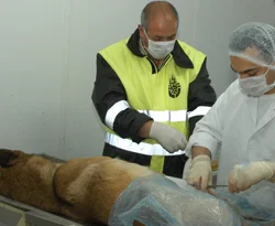 İnsanlığın sadık dostlarına kusursuz tedavi