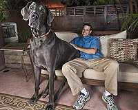 İşte dünyanın en uzun köpeği: Dev George