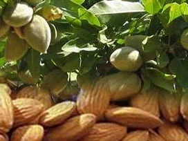 Mevsimin ilk bademi 10 liraya satılacak