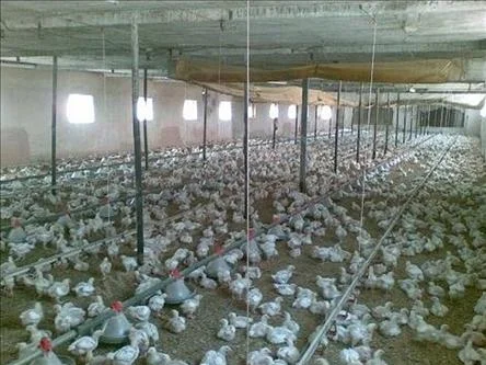 Türk tavuğuna Rusya engeli kalktı