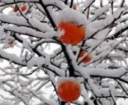 Zirai don uyarısı