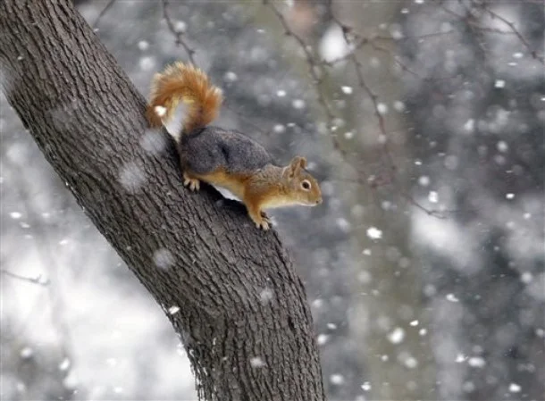 Ardahan'da kar yağışı şehri beyaza bürüdü