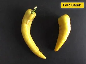 Böyle liman gördünüz mü?