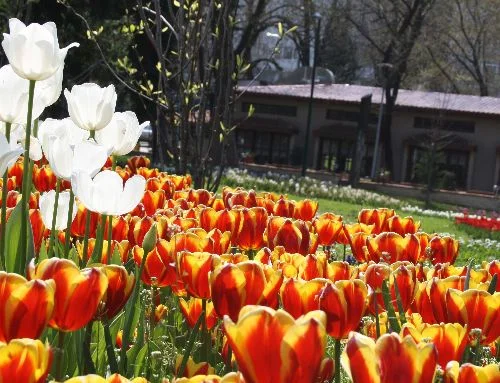 Bursa'da 'Lale' devri