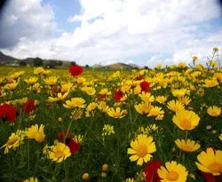 Çin'de Nevruz kutlamaları