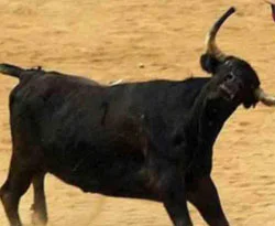 Kolombiya'da Kanlı Boğa Güreşi