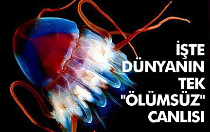 Ölümsüz canlı keşfedildi