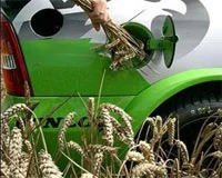 Petrolün en büyük alternatifi bu ot olacak
