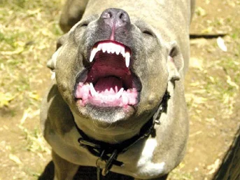 Pitbull'la çek-senet tahsili