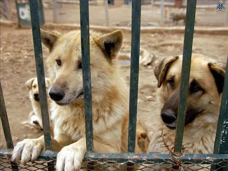 ''Türk Kurdu'' adlı Kurt Köpeği Irkı