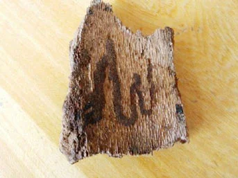 Ağaç kabuğunda ''Allah'' yazısı