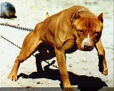 Dehşet saçan pitbull'un 2 sahibine gözaltı