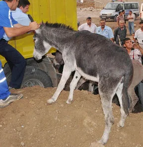 Domuz ve eşek etinin toptancısı bile varmış!