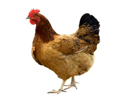 Rusya beyaz et yasağını kaldırdı
