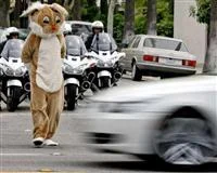 Tavşan kılığında trafik polisi!
