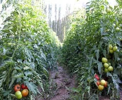 Domatesin kilosu tarlada 10 kuruşa düştü