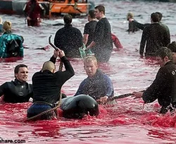 Faroe Adaları'ndaki Yunus katliamına tepki!
