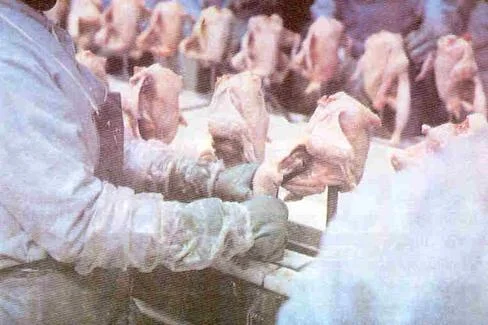 İthal tavuk eti kotası, 150 bin tona çıktı