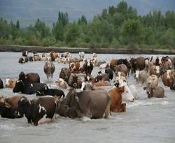 Karasu Nehri'nde ölümüne mücadelesi