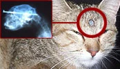 Mucize kedi!