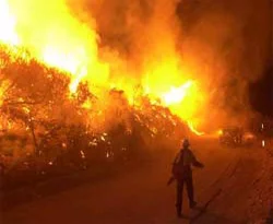Muğla'da orman yangını