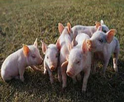 Zorla domuz eti yedirdiler