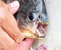 Dinyeper Nehri'nden pirana çıktı