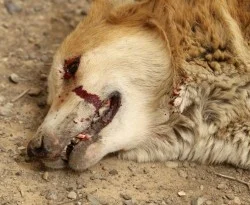 Bağdat'ta sokak köpekleri öldürülüyor