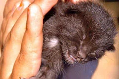 Bu köpek kedi yavrusu doğurdu!