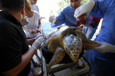 Caretta-Caretta'nın bakımına, 10 kişilik ekip