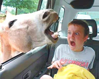 Eyvah! Çocuğum karıncadan bile korkuyor
