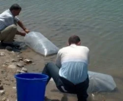 Göletlere 50 bin balık bırakıldı