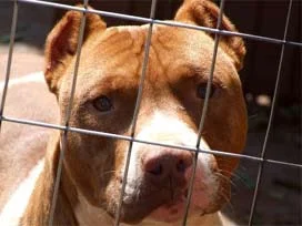 İzmir'de 6 pitbulla el konuldu