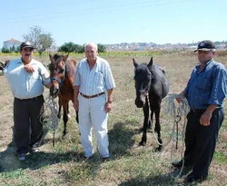 Keşan'da atlar kesilmekten kurtuldu