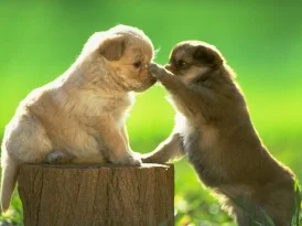 Köpekler, sahiplerini taklit ediyor