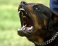 Küçük çocuk rottweillerin ağzından güçlükle kurtarıldı