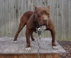 Pitbul'lara ilk cezai yaptırım başladı